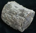 Polished Blue Forest Petrified Wood Limb #6213-3